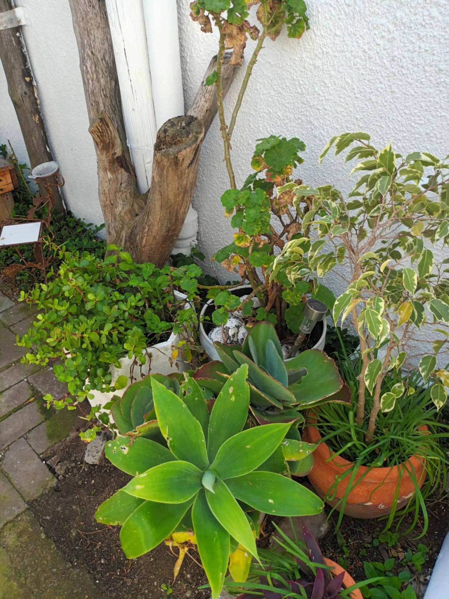 Self Catering Unit 7, Sandbaai Hermanus Phòng bức ảnh